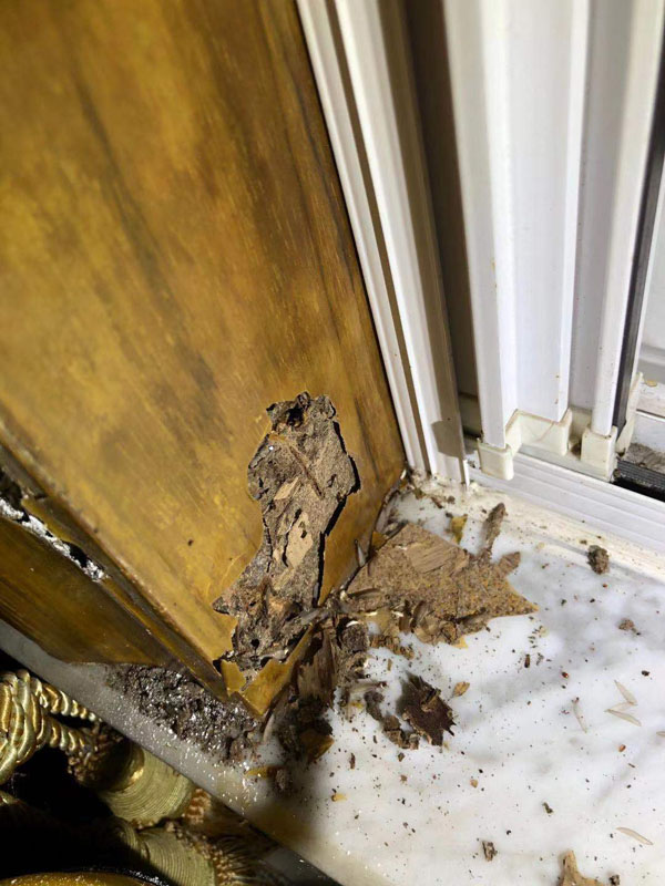 滅白蟻現場(圖3)